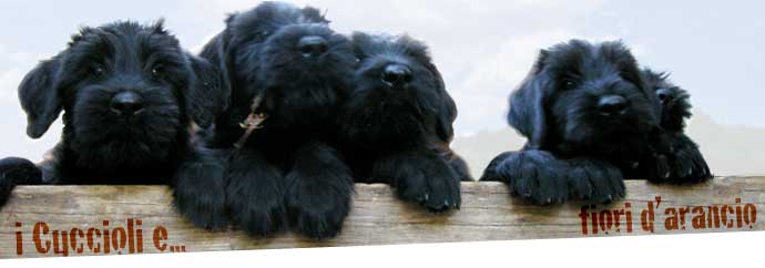 i cuccioli